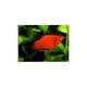 Red Platy
