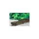 Polypterus Ornatipinnis S