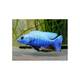 Sciaenochromis Ahli electric blue 6-7cm