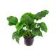 Stoffels Anubias Barteri Stoffels Anubias Barteri