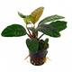 Stoffels Anubias Barteri coffeefolia
