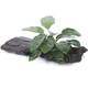 Stoffels Anubias barteri var. Nana on wood Midi Stoffels Anubias barteri var. Nana on wood Midi