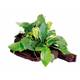 Stoffels Anubias barteri var. Nana on wood Midi Stoffels Anubias barteri var. Nana on wood Midi