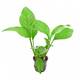 Stoffels Anubias Heterophylla Stoffels Anubias Heterophylla