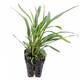 Stoffels Cryptocoryne x willisii 'Lucens' (small) Stoffels Cryptocoryne x willisii 'Lucens' (small)