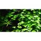 Stoffels Hydrocotyle Tripartita Stoffels Hydrocotyle Tripartita