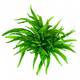 Stoffels Microsorum Pteropus XL Stoffels Microsorum Pteropus XL
