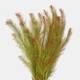 Stoffels Rotala Wallichii Stoffels Rotala Wallichii