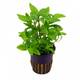Stoffels Staurogyne Repens Stoffels Staurogyne Repens