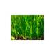 Stoffels Vallisneria Spiralis Tortifolia Bund