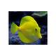 Zebrasoma Flavescens M