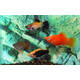 Platy Mix