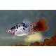 Platy White Spotted Redtail M