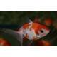 Goldfish Pearlscale Red/white 6-7cm