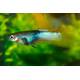 Poecilia Reticulata Pingu Male M
