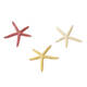 Aqua Della Starfish Mix S 10 cm