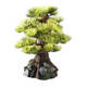 Aqua Della Bonsai Medio Sort  C 15cm