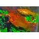Molly Sailfin Gold M