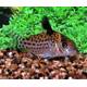 Corydoras Ambiacus