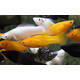 Molly Sailfin Mix M