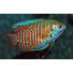 Dwarf Gourami (M/F) L