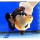 Carassius Auratus Lion Head Shorttail Mix XXL