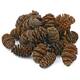 Hobby Alder Cones 50pcs Hobby Alder Cones 50pcs