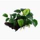 Stoffels Anubias barteri var. Nana on wood Large