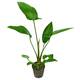 Stoffels Anubias Hastifolia MP