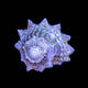 Astralium calcar
