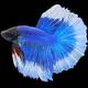 Betta Half-Moon Butterfly Male XL