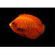 Centropyge Aurantius M