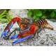 Cherax Pecknyi Blue Claw L