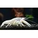Lobster Snow White 5cm