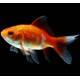 Goldfish Comet 4-7cm