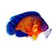 Flame Angel Plush 17x7x14cm Flame Angel Plush 17x7x14cm