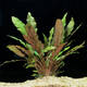 Stoffels Cryptocoryne wendtii 'Mi Oya'