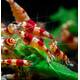 Crystal Red Shrimp M