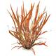 Stoffels Cryptocoryne spiralis Red