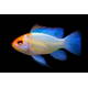 Microgeophagus Ramirezi Blue Orange Head S/M