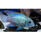 Andinoacara Pulcher Electric Blue S/M