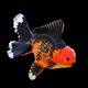 Oranda Red Tancho 8-9cm