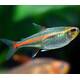 Glowlight Tetra M