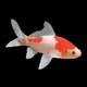 Carassius Auratus Sarasa 4-7cm
