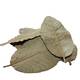 Nature4Pets Guave Leaves 15pcs - 10-15cm Nature4Pets Guave Leaves 15pcs - 10-15cm