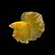 Betta Splendens Yellow Male L