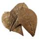 Hobby Catappa Leaves XL 12pcs.