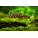 Botia Striata L