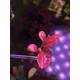 Stoffels Bucephalandra Malawi Pink Stoffels Bucephalandra Malawi Pink