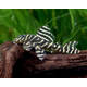 L340 Hypancistrus sp. M